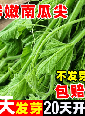 南瓜尖种孑蔬菜子大全贝籽
