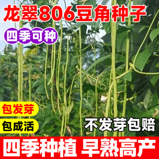 龙翠806豆角种子长豆角豇豆种蔬菜种孑阳台四季高产特长豆角种子