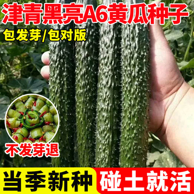 津青黑亮A6黄瓜种子四季