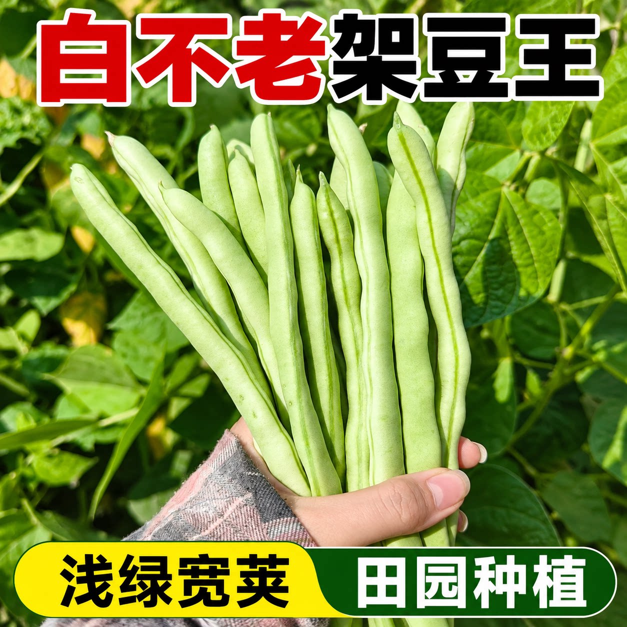 白不老架豆王种子早熟四季豆白芸豆高产九粒白豆角架豆耐寒蔬菜籽