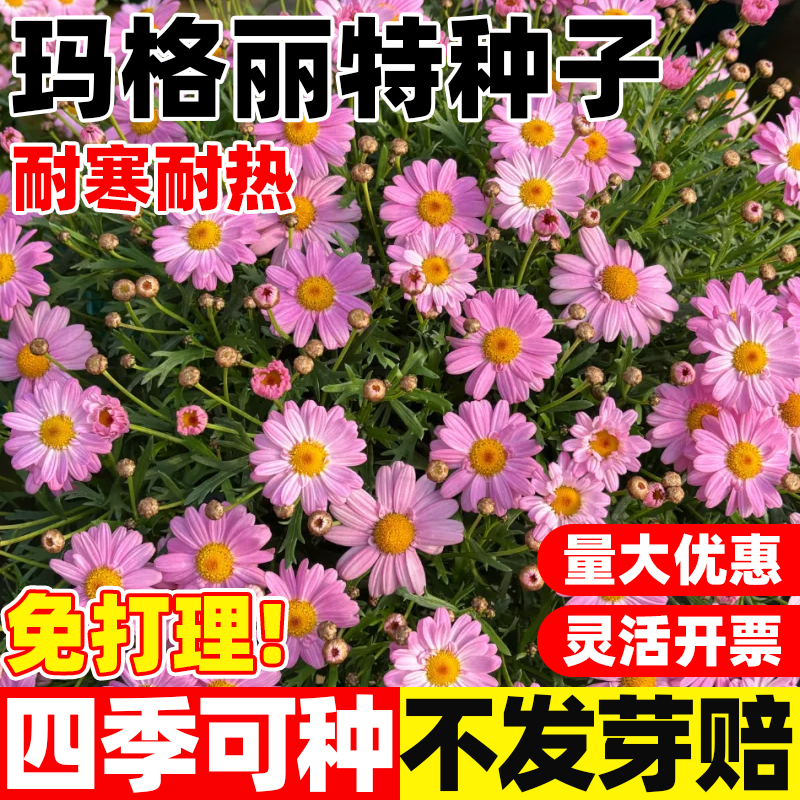 玛格丽特花种子室内外庭院阳台盆栽四季易种开花糖果小雏菊种子孑