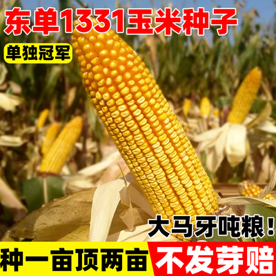 东单1331玉米种子国审高产抗病大