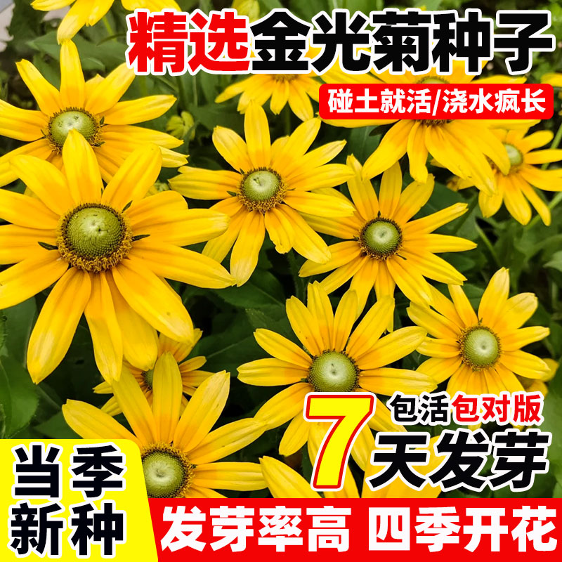 金光菊种子四季播开花宿根图片
