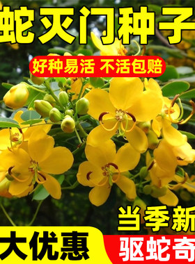蛇灭门种子野决明籽驱蛇虫草花