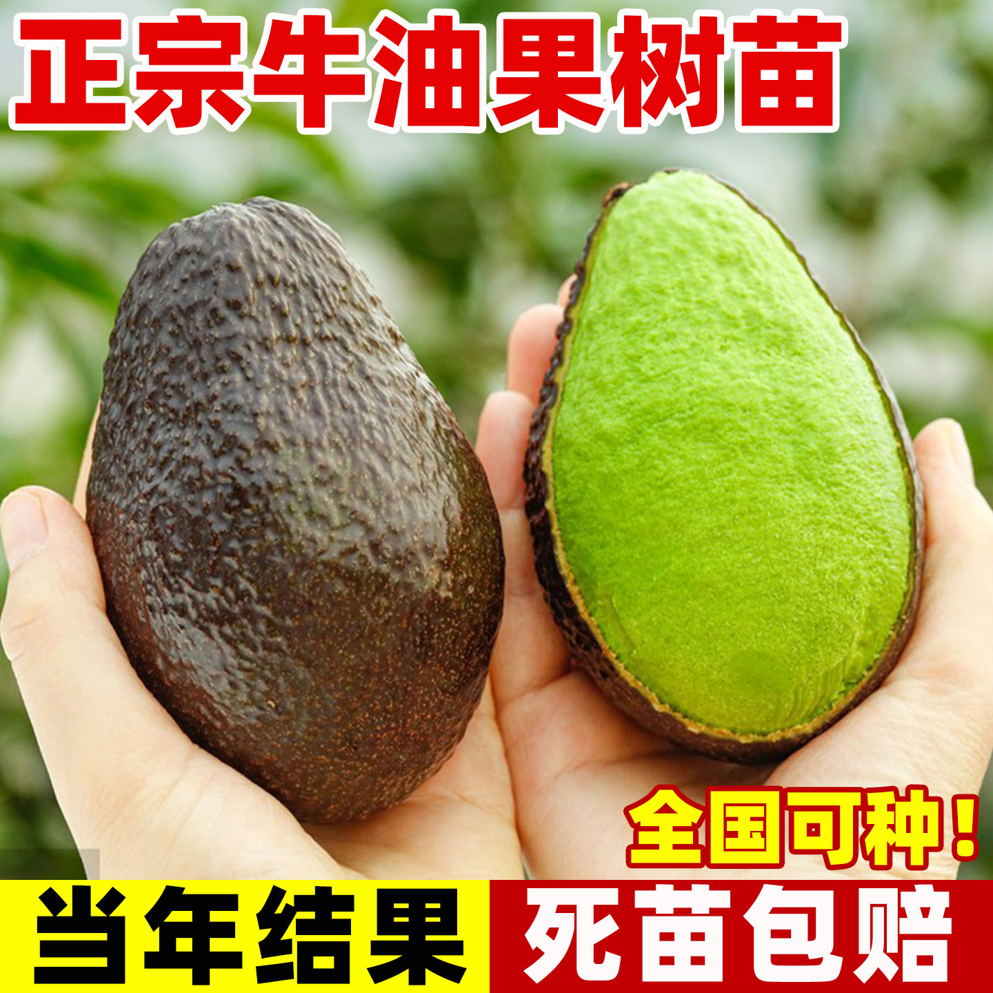 牛油果嫁接树苗南北方庭院