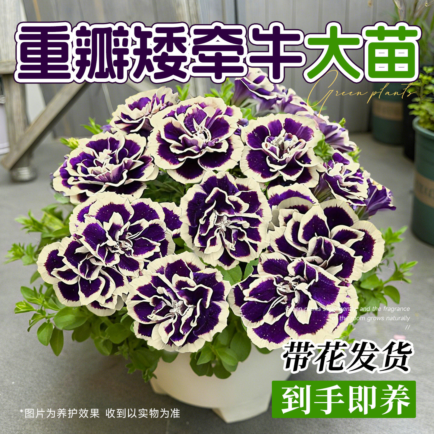 重瓣矮牵牛花苗盆栽带花苞室
