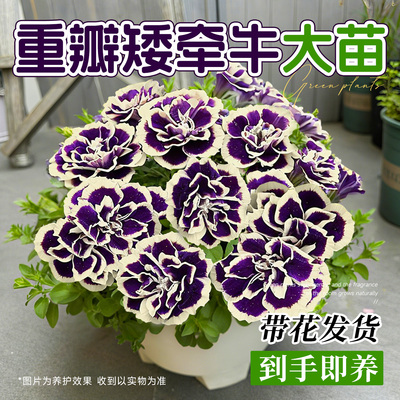 重瓣矮牵牛花苗盆栽带花苞室