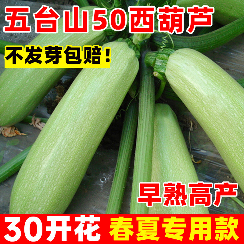 五台山50西葫芦种子四季绿皮西葫芦种籽菜葫芦籽耐热抗病占瓜秧苗