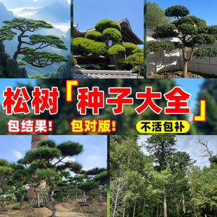 松树种子大全湿地松黑松树木种籽四季种植易活水上公园绿化造林苗