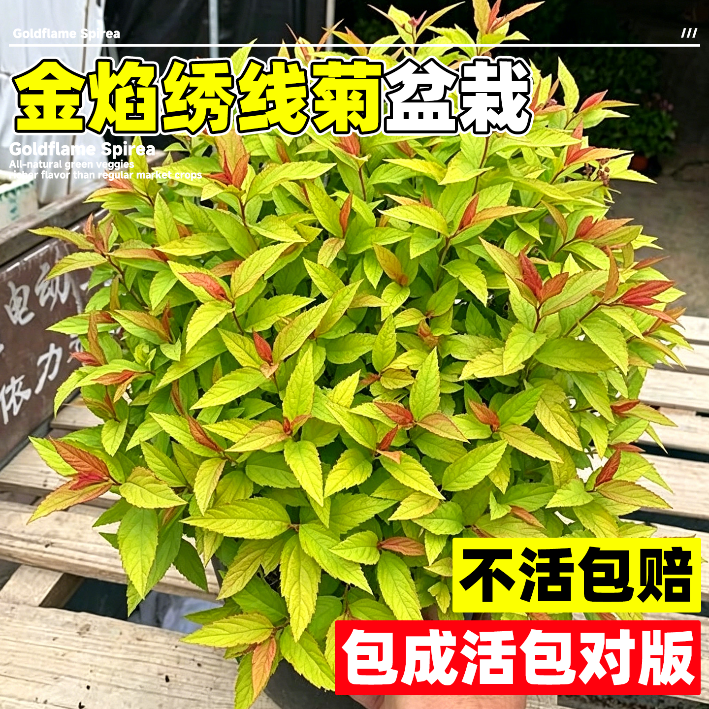 金焰绣线菊盆栽多年生庭院灌木粉花绣线菊苗观叶花境植物耐寒耐热