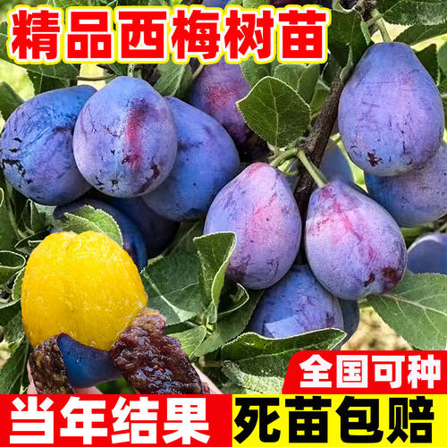 西梅树树苗特大盆栽地载当年结果