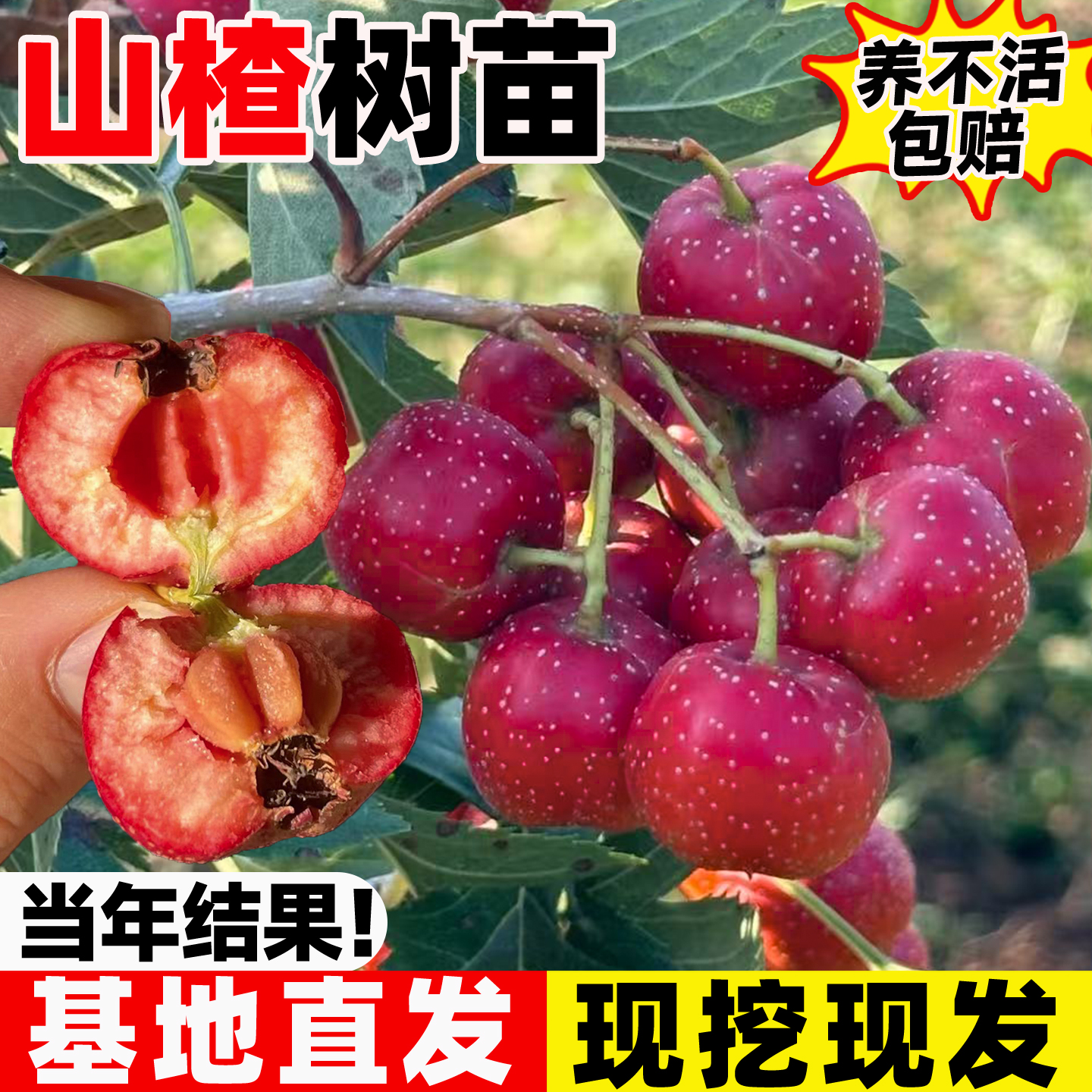 正宗甜山楂树活苗黄山楂红甜子山