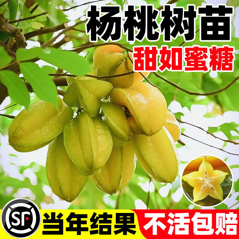 正宗广西四季甜杨桃树苗南方北方