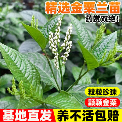 金粟兰苗阳台庭院盆栽黄珠