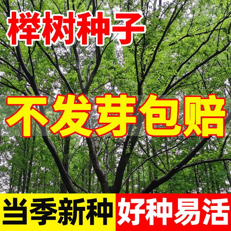 榉树种子红榉树花卉小叶榉树林木种子庭院护坡绿化植物大果榉种子