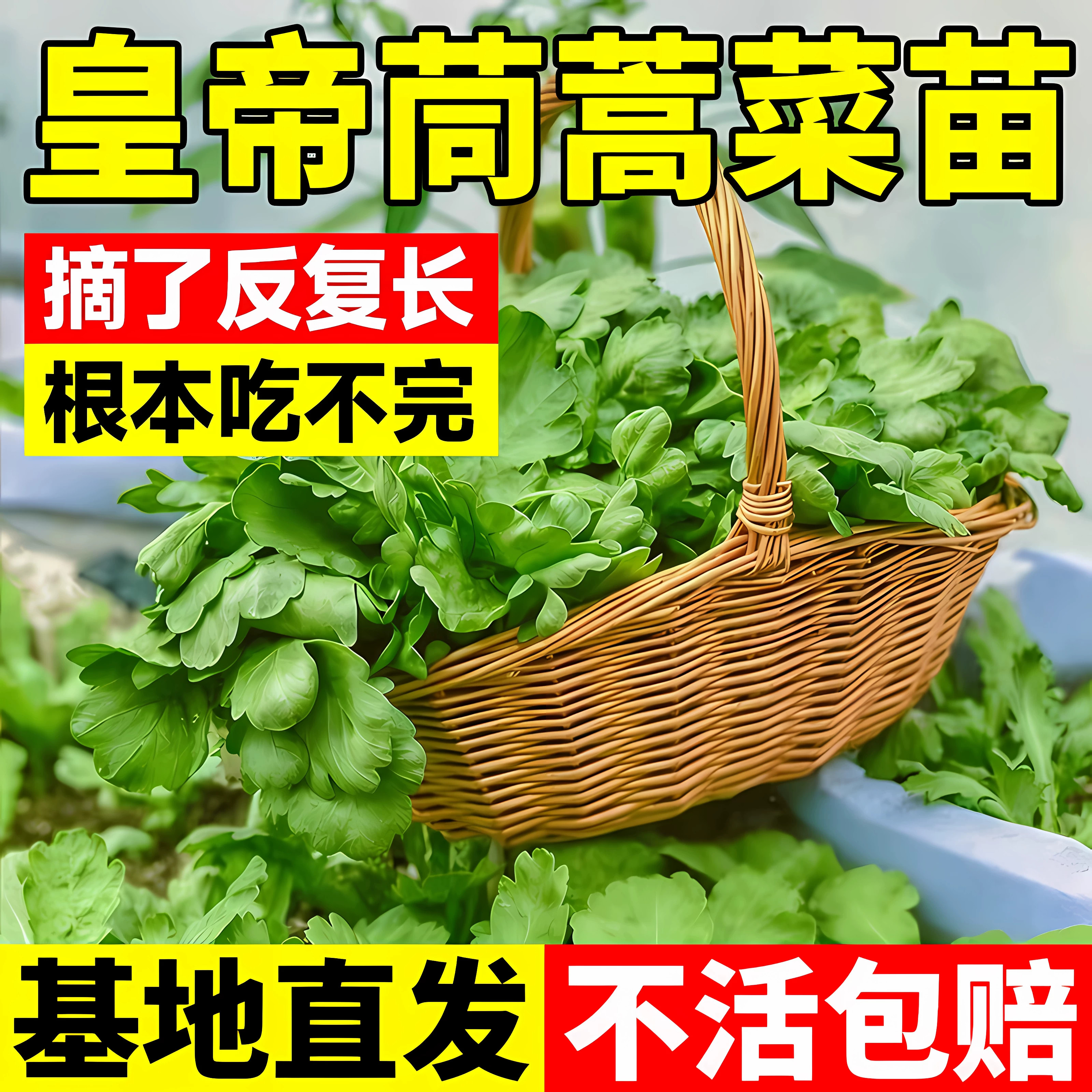 茼蒿苗秧苗茴香苗苗空心菜苗生菜苗带土包邮盆栽阳台种植四季蔬菜
