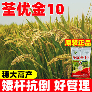 荃优金10早稻种子水稻高产原装优质香稻可旱播种移栽直播常规谷种