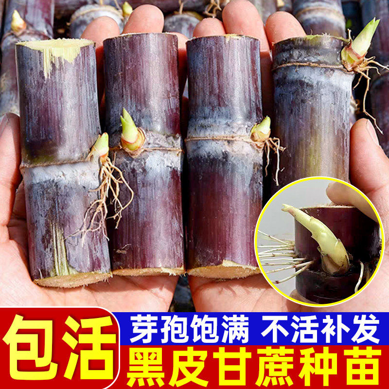 正宗黑皮甘蔗种苗中段脆皮图片