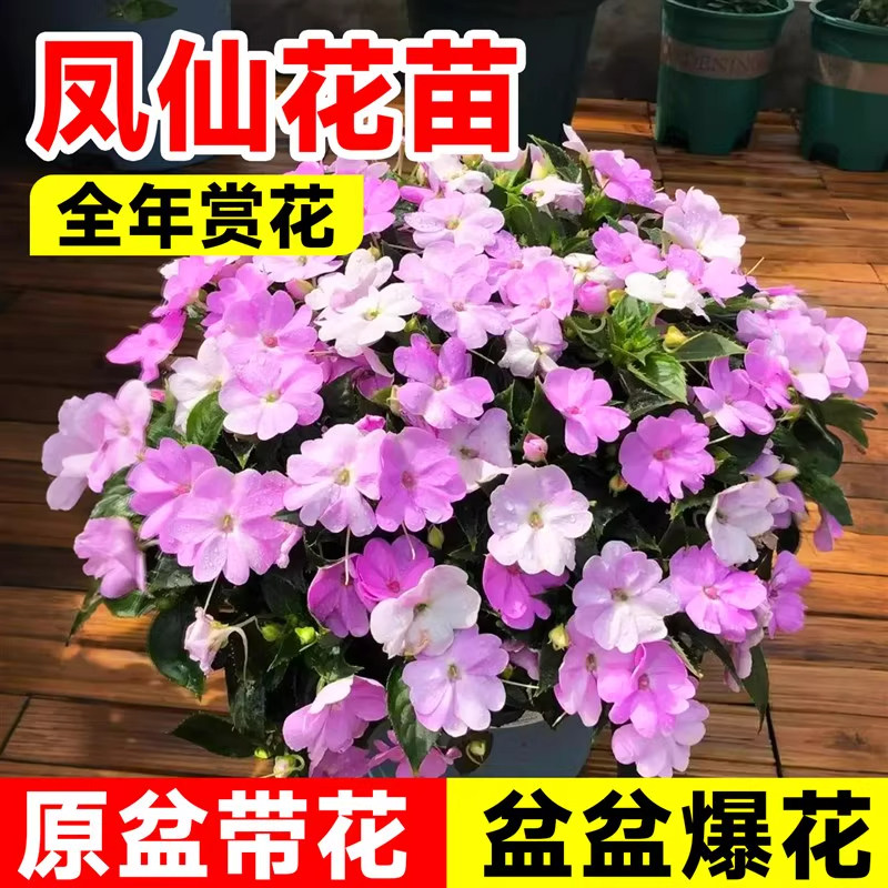 凤仙花盆栽带花苞指甲花灯盏