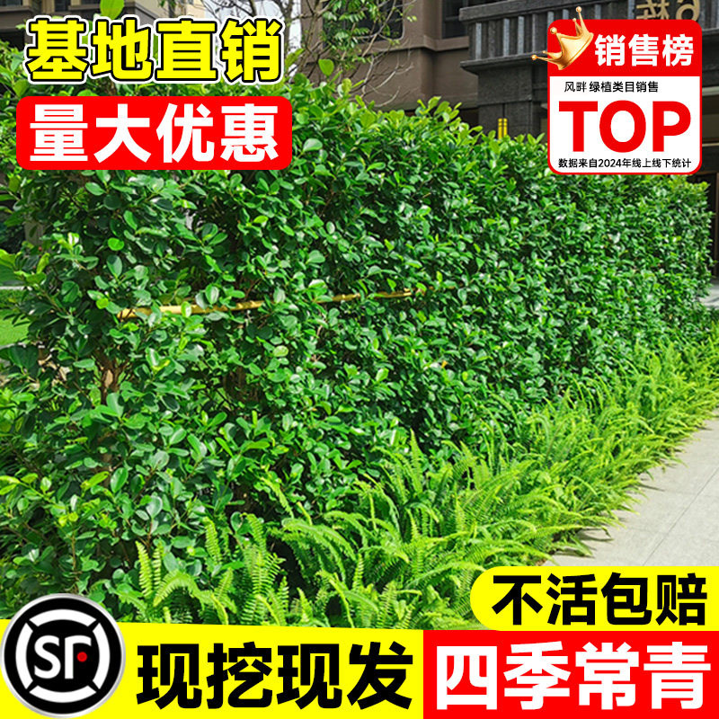 火山榕金钱榕树苗庭院围墙绿化绿
