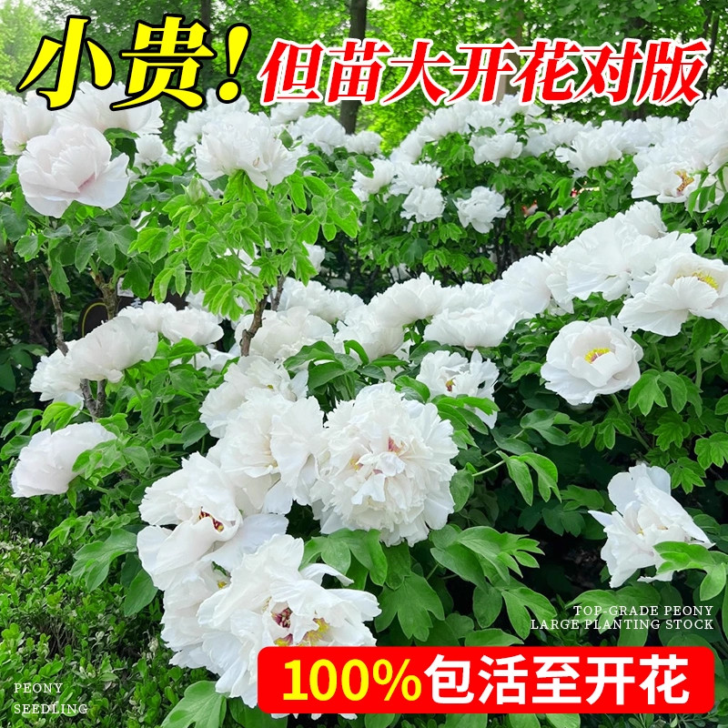 白色牡丹花苗清雅白雪塔观赏盆栽图片