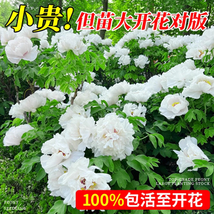 白色牡丹花苗清雅白雪塔观赏盆栽独杆缠枝地栽庭院阳台植物花卉