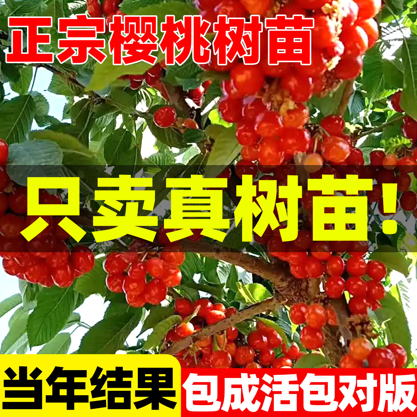 特大樱桃树苗盆栽南北方四季可种当年结果红妃中华小土樱桃树苖