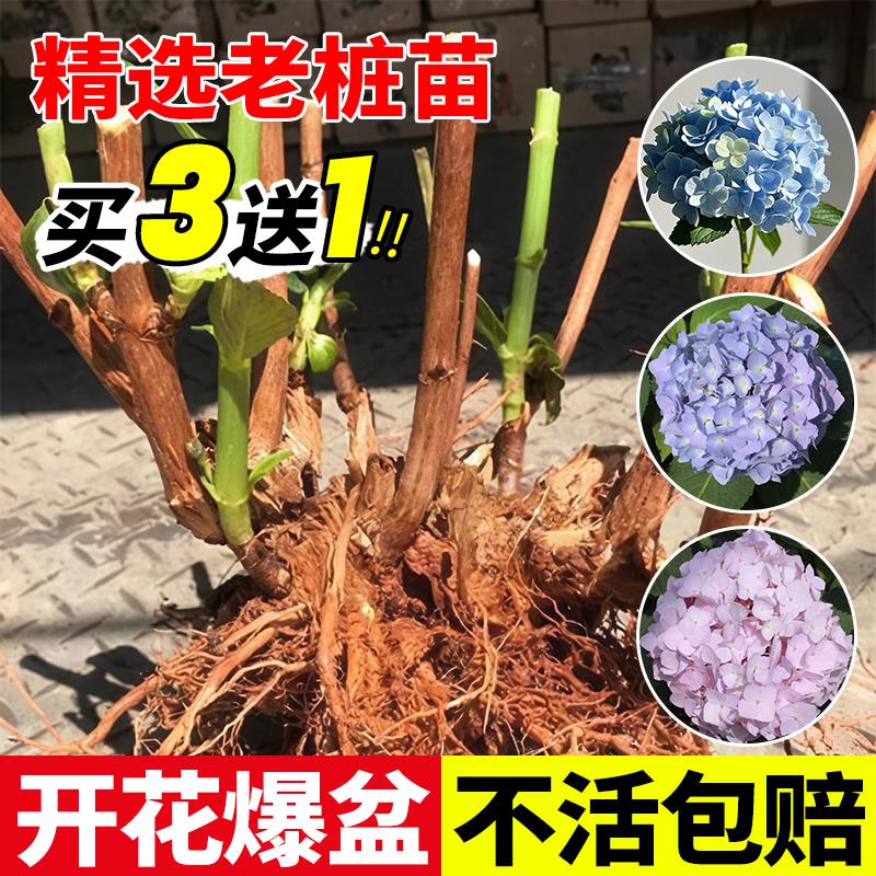 绣球花苗老桩大树苗植物花卉