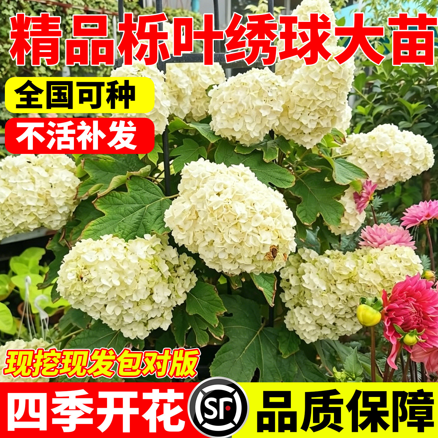 栎叶绣球花苗南北方种植耐寒耐热