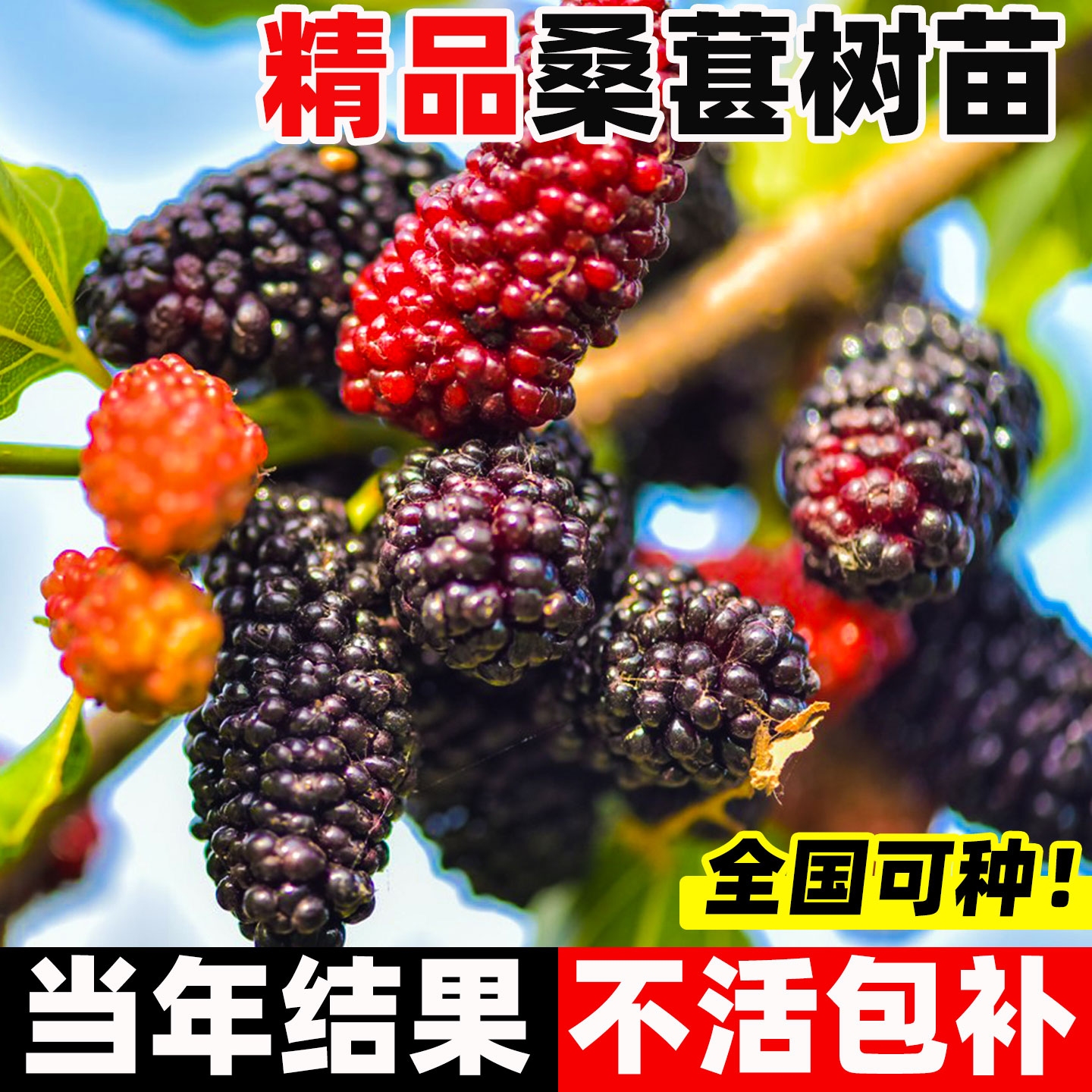 桑葚树苗阳台庭院四季