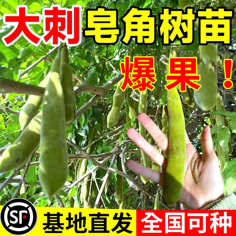 皂角树苗园林绿化南北方耐寒绿植