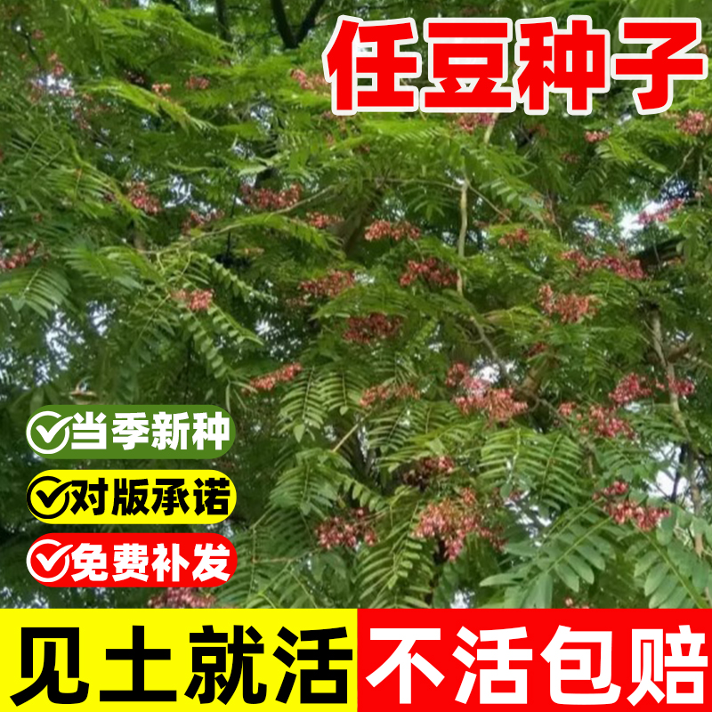任豆种子翅荚木种子任木种绿化行道树种籽林木树种子四季耐寒耐热