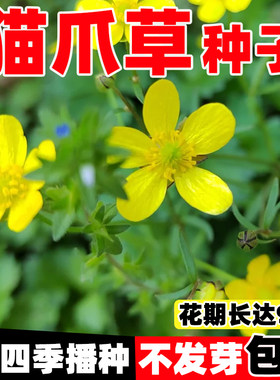 猫爪草种子野生中药材种籽四季种