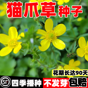 猫爪草种子中药材种籽四季种植易活抗病高产新鲜猫抓草夏枯草种子