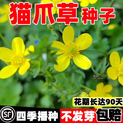 猫爪草种子野生中药材种籽四季种