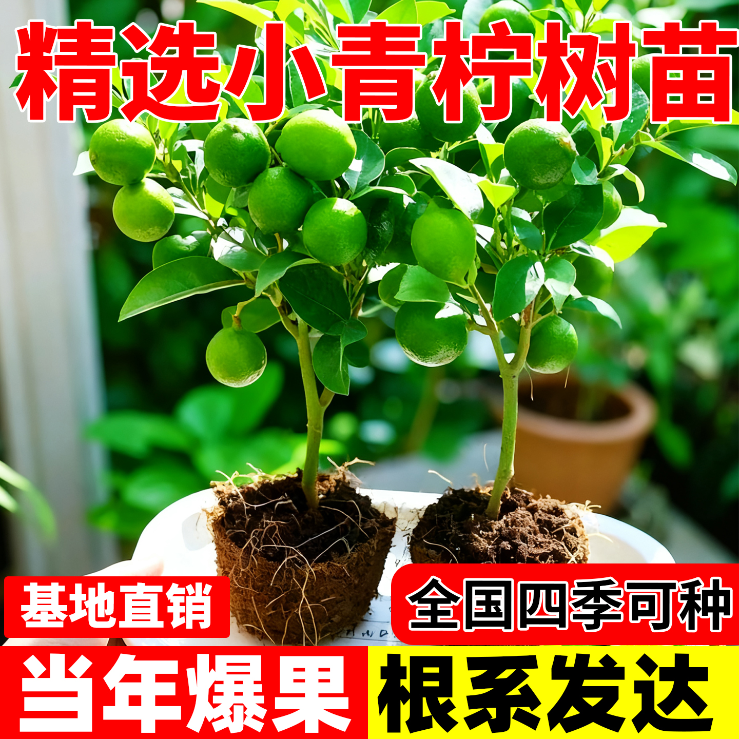 小青柠树苗海南小青桔金桔树香水柠檬树盆栽带果庭院阳台果树果苗