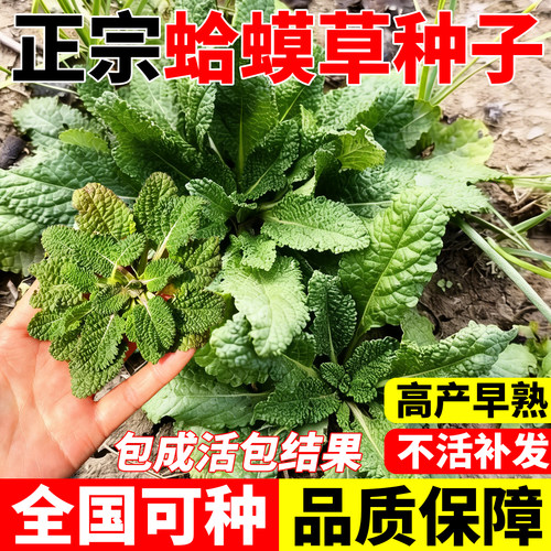 蛤蟆草蟾蜍草种籽四季种植野