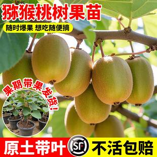 猕猴桃树果苗公母同株红心猕猴桃苗北方种植徐香嫁接水果树果苗南