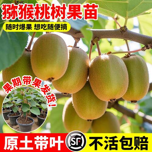 猕猴桃树果苗公母同株红心