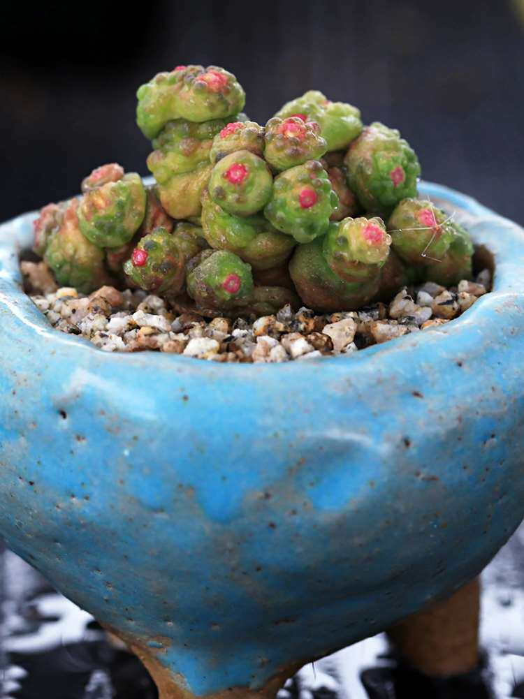 高砂一点红 高砂缀化 仙人球 红高砂石化小红帽缀化乳突属