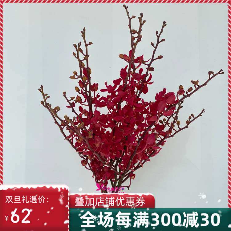 红色调 火焰兰 洋兰鲜切花一束5枝 花艺插花配色 新娘手捧配花
