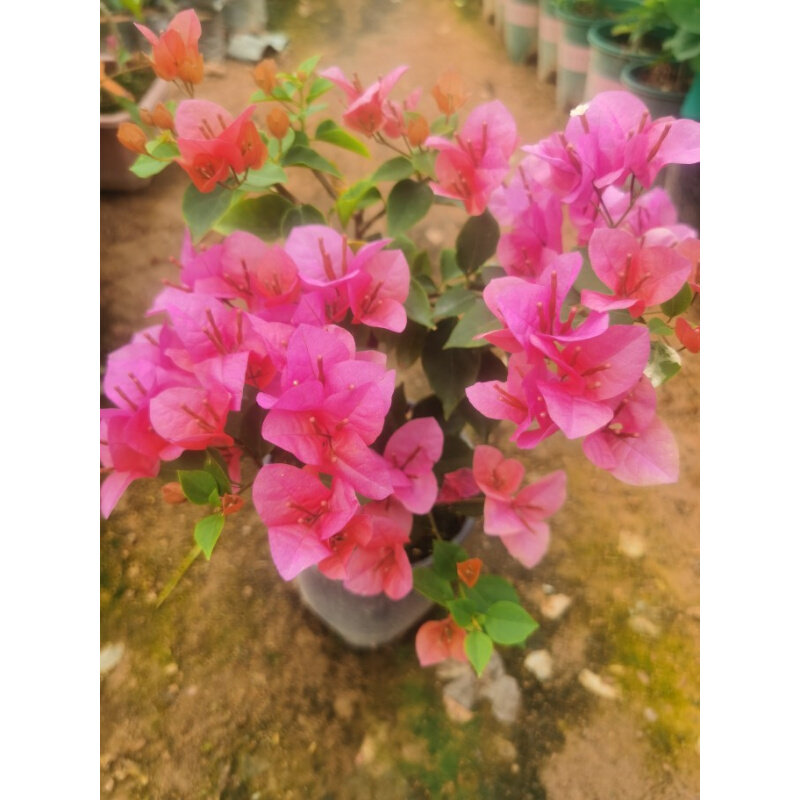 热带花束三角梅