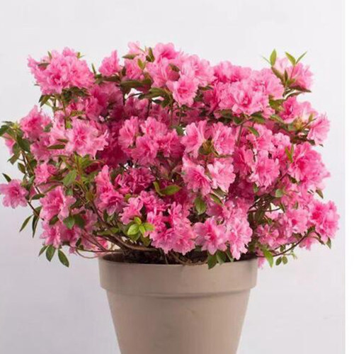 2025-10-14婚礼现场布置差价-可以下架-不要删除