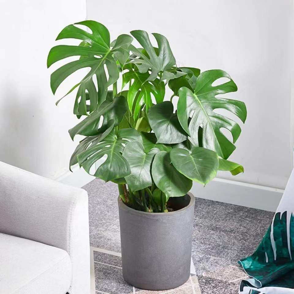 龟背竹大型盆栽绿植客厅办公室室内清新空气四季常青大叶水培植物