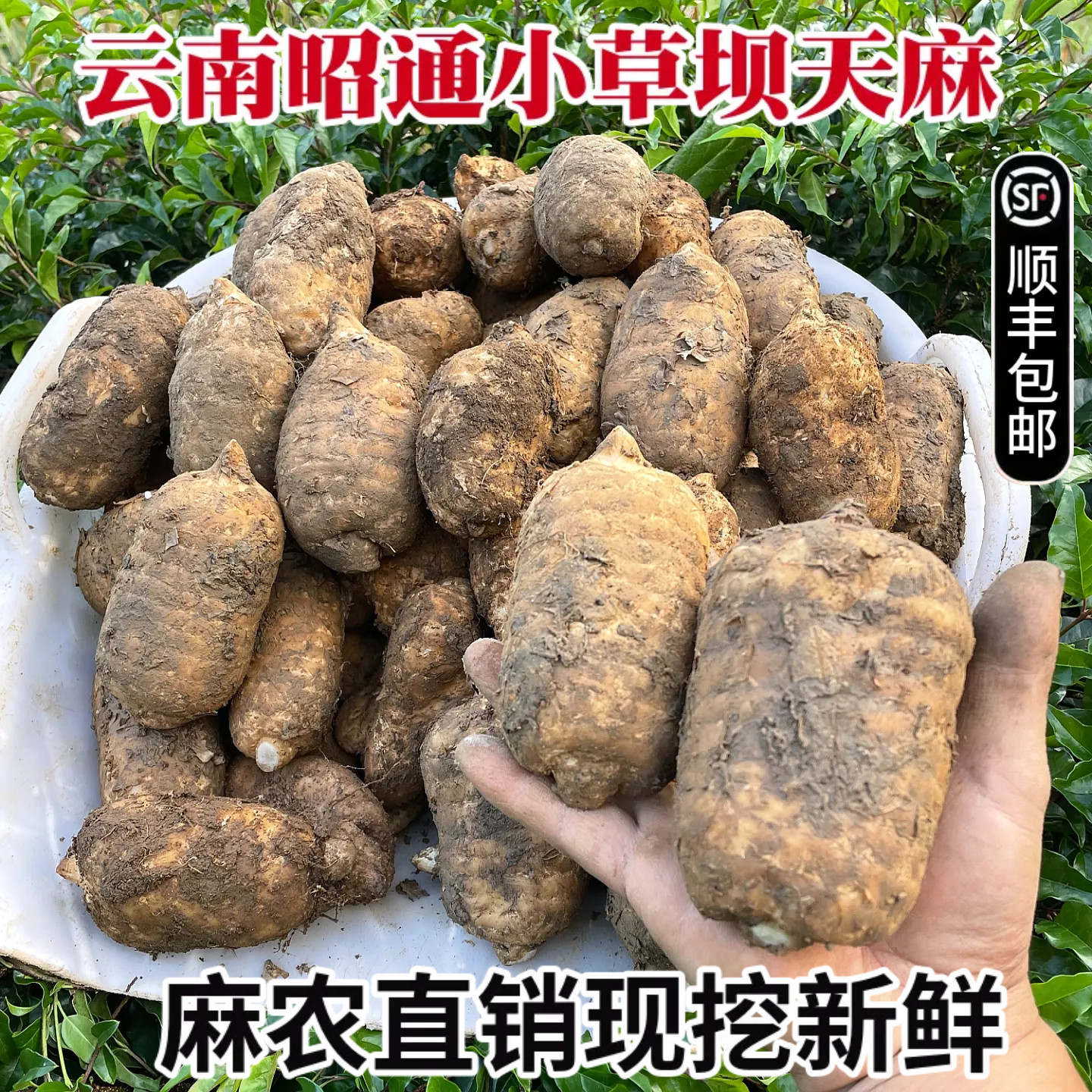 云南昭通新鲜天麻现挖现发农家自种高山乌天麻煲汤食材产地直发
