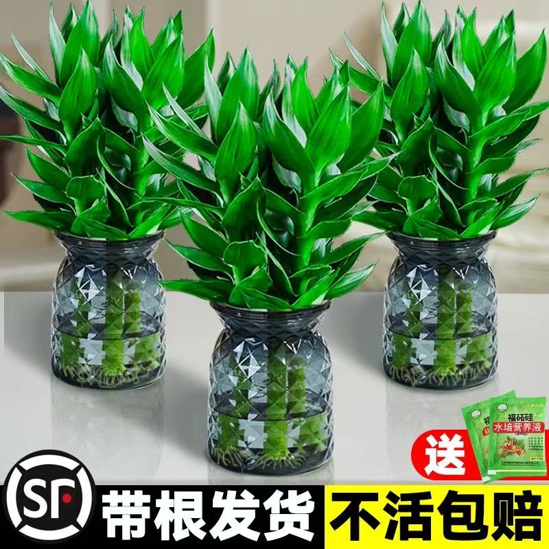 观音竹富贵竹水培植物带根花卉绿植绿萝室内盆栽转运竹子水养好养