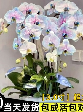 蝴蝶兰花苗带花剑盆栽兰花大苗客厅室内水培植物花卉吸色四季好养