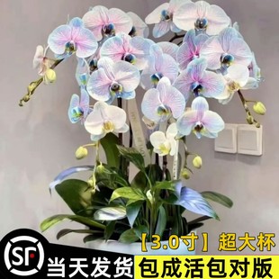 蝴蝶兰花苗带花剑盆栽兰花大苗客厅室内水培植物花卉吸色四季 好养