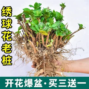 绣球花苗老桩无尽夏盆栽花卉四季 开花不断室内花阳台观花庭院植物