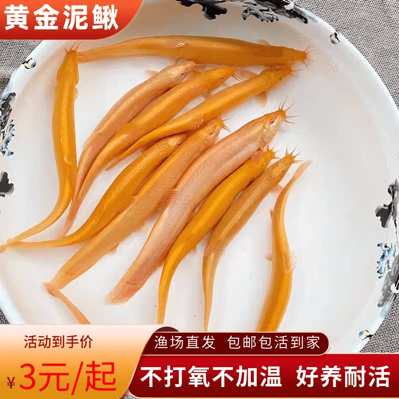 黄金泥鳅观赏金龙鳅工具鱼清洁鱼清道夫鱼冷水淡水鱼好养易养活
